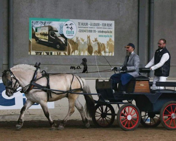 horse Eltervågs Atlak (Fjord Horse, 2021, from Gråggi)