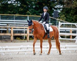 dressage horse Drachenkönigin 3 (German Riding Pony, 2020, from Dating AT NRW)