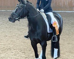 dressage horse Delilah 75 (Oldenburg, 2017, from Delatio)