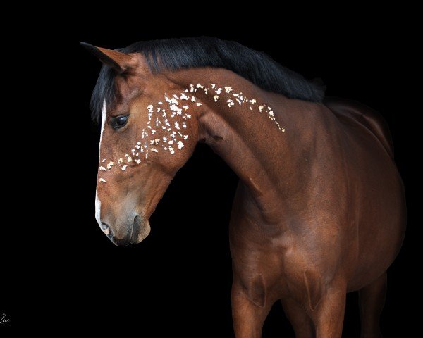 dressage horse Penelope 405 (Cruzado-Espanol, 2019)