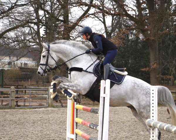 jumper Duncan 99 (Hanoverian, 2015, from Diacontinus)