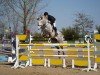 jumper Calouisio (German Sport Horse, 2016, from Calidrio)