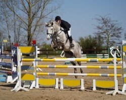 jumper Calouisio (German Sport Horse, 2016, from Calidrio)