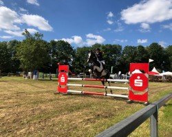 jumper Scoobydoo 6 (German Sport Horse, 2014, from Spirit of Colour)