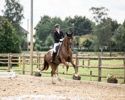 dressage horse St. Georg 7 (Hanoverian, 2018, from Sir Donnerhall I)