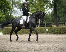 dressage horse Fort Good Hope (German Sport Horse, 2019, from Finest)