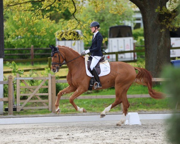 dressage horse Segafredo 4 (Oldenburg, 2019, from Secret)