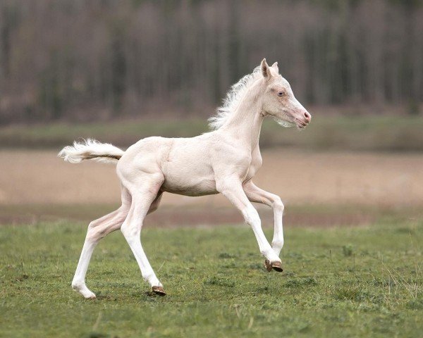 Fohlen von Light my heart (Deutsches Reitpony, 2024, von Rappenbergs Little Lord)