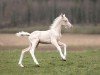 Fohlen von Light my heart (Deutsches Reitpony, 2024, von Rappenbergs Little Lord)