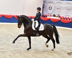 dressage horse SilberStern FRH (Rhinelander, 2011, from Silbermond)