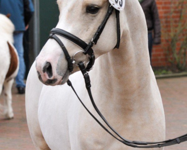 horse Manchester United (German Riding Pony, 2008, from The Braes My Mobility)
