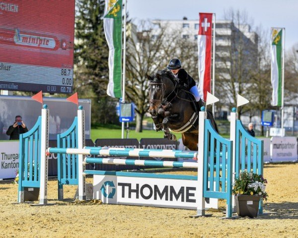 jumper Suletu (KWPN (Royal Dutch Sporthorse), 2015)
