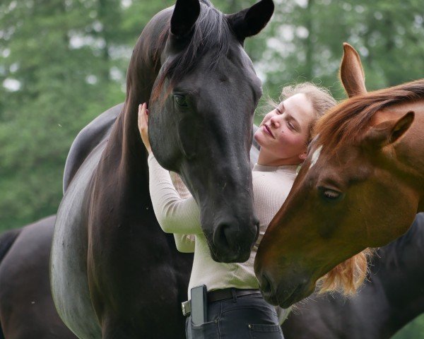 dressage horse Don Likoto (Hanoverian, 2019, from Don Index)