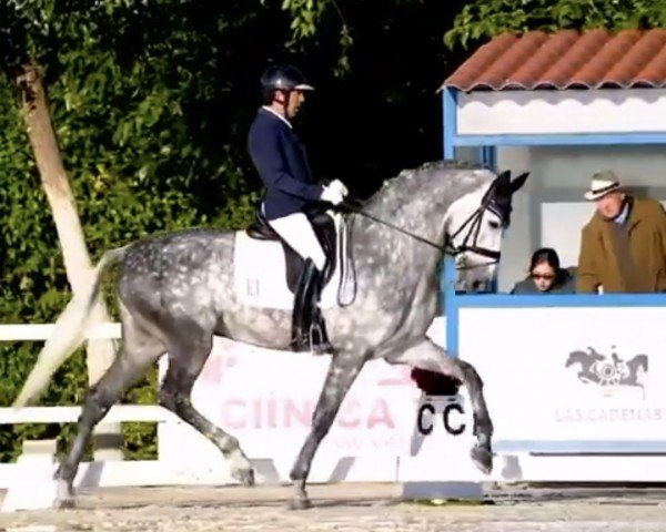 dressage horse Zeo Jocha (Pura Raza Espanola (PRE), 2016, from Vagabundo XX)