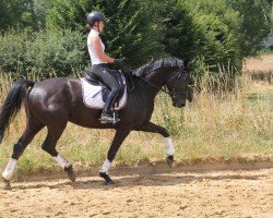 dressage horse Pantera S (Austrian Warmblood, 2017, from Dragon Fly)