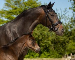 broodmare Fiona (Rhinelander, 2010, from Fürst Piccolo)