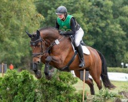 dressage horse Campino 554 (Westphalian, 2013, from Cadeau des Dieux)