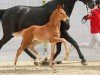 foal by Excalibur (Westphalian, 2024, from Escanto PS OLD)