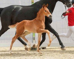 foal by Excalibur (Westphalian, 2024, from Escanto PS OLD)