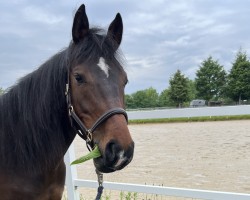 dressage horse Nikkei (German Riding Pony, 2020, from Nemax)