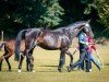 broodmare Milli-Mandali (German Sport Horse, 2019, from Sezuan)