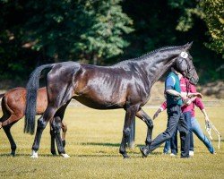 broodmare Milli-Mandali (German Sport Horse, 2019, from Sezuan)