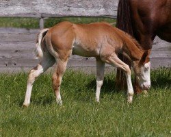 foal Einsteins Great Gun (Quarter Horse, 2024)