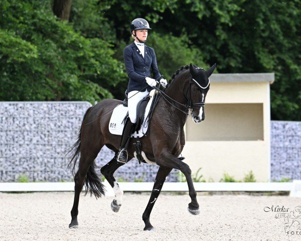 dressage horse Esmée 2 (Westphalian, 2016, from Sezuan)