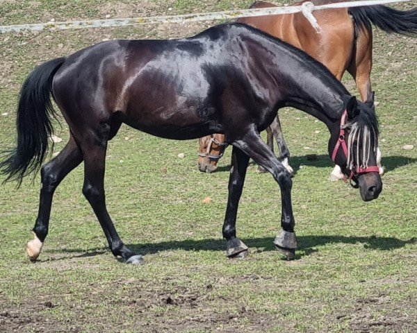dressage horse Sakura (Trakehner, 2019, from Speedway 7)
