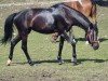 dressage horse Sakura (Trakehner, 2019, from Speedway 7)