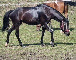 Dressurpferd Sakura (Trakehner, 2019, von Speedway 7)