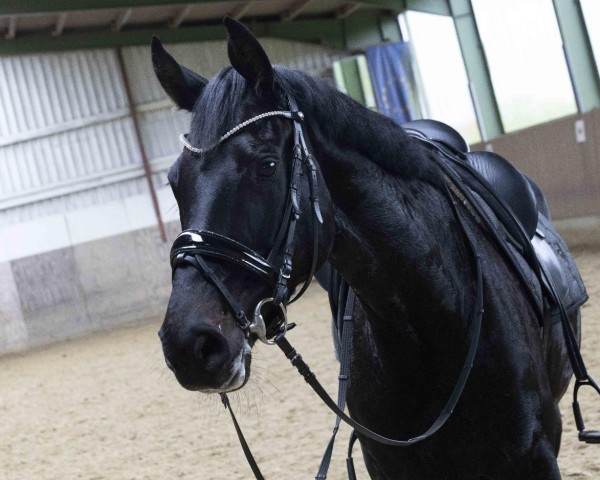 broodmare Zadiha (German Sport Horse, 2017, from Zonik One)