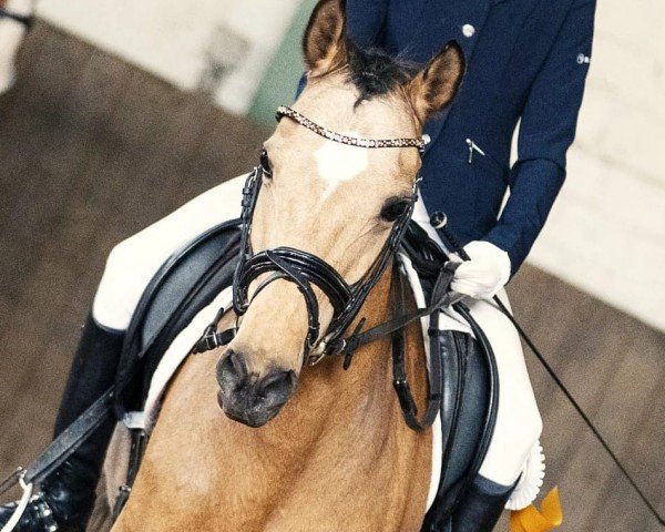 broodmare Kjara-Jane (German Riding Pony, 2008, from Kaiser Konrad)