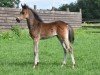 foal by Cornetto's Cute Holly vom Derkingshof (German Riding Pony, 2024, from Cornetto KV)