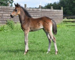 foal by Cornetto's Cute Holly vom Derkingshof (German Riding Pony, 2024, from Cornetto KV)