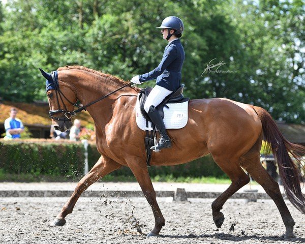 dressage horse Zirkons Zirka (German Sport Horse, 2015, from Zirkon 8)