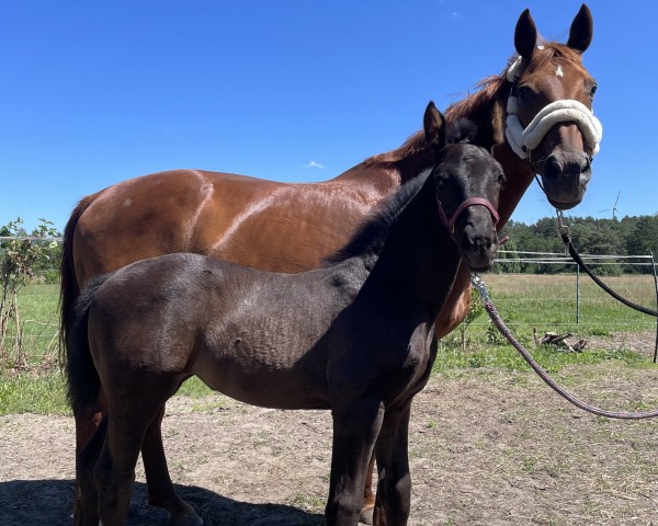 broodmare Djordy (Hanoverian, 2009, from Don Henrico)