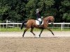 dressage horse Baron Samweiß Gamdschi (Hanoverian, 2008, from Samarant)