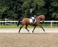 dressage horse Baron Samweiß Gamdschi (Hanoverian, 2008, from Samarant)