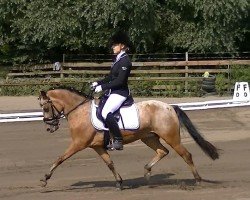 Zuchtstute Sonjador 4 (Welsh Pony (Sek.B), 2006, von Tobi)