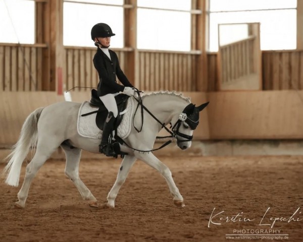 Dressurpferd Summernight's Mr. Miles (Welsh Mountain Pony (Sek.A), 2008)