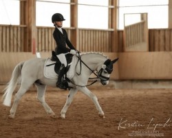 dressage horse Summernight's Mr. Miles (Welsh mountain pony (SEK.A), 2008)