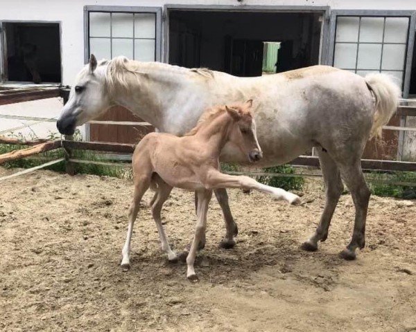 dressage horse Buchenhof's Comtessa C'est La Vie (German Riding Pony,  , from Cashcode)