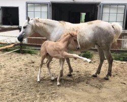 Dressurpferd Buchenhof's Comtessa C'est La Vie (Deutsches Reitpony,  , von Cashcode)