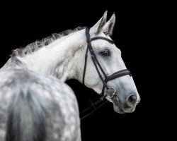 Springpferd Cimone (Deutsches Sportpferd, 2016, von Chucas)