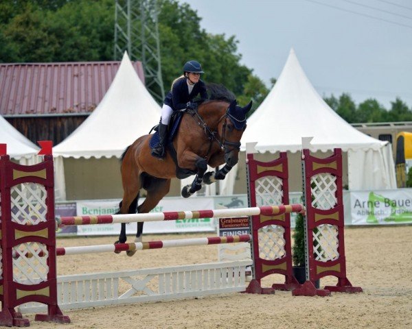 jumper Le-Toulon (KWPN (Royal Dutch Sporthorse), 2016, from Etoulon VDL)