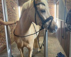 dressage horse Glamouröschen (German Riding Pony, 2021, from Golden West NRW)