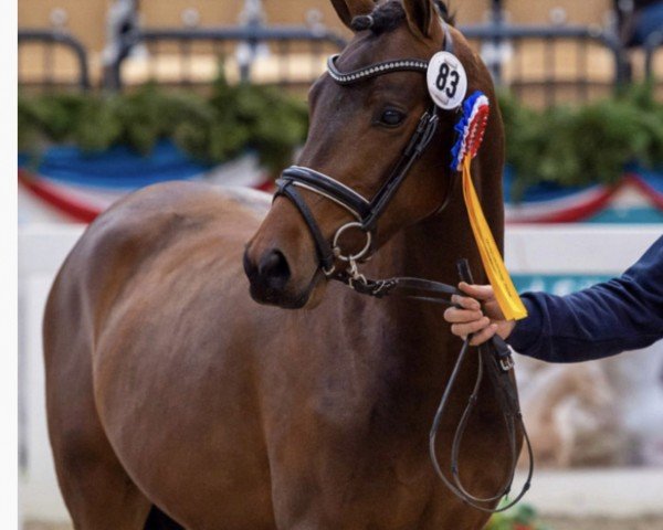 stallion Dorniks Star LR (German Riding Pony, 2017, from Dark Dornik)