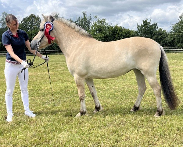 horse Natka (Fjord Horse, 2021, from Trollfin)