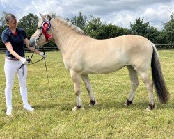 horse Natka (Fjord Horse, 2021, from Trollfin)